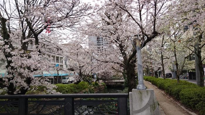 卒業 桜