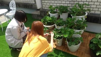 キャンパスの屋上でイチゴを収穫しました！