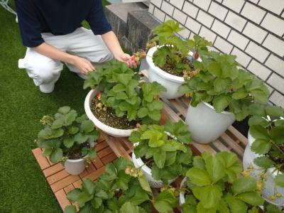 キャンパスの屋上でイチゴを収穫しました！