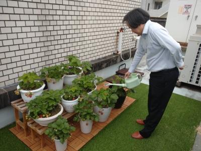 キャンパスの屋上でイチゴを収穫しました！